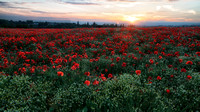 sunsetting over poppies